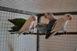 Agapornis fischeri