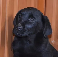 krásna štěnátka labradora