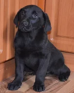 krásna štěnátka labradora