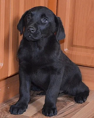 krásna štěnátka labradora