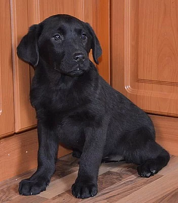 krásna štěnátka labradora