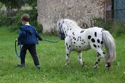 Miniappaloosa, minihorse - připouštění