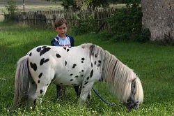 Miniappaloosa, minihorse - připouštění