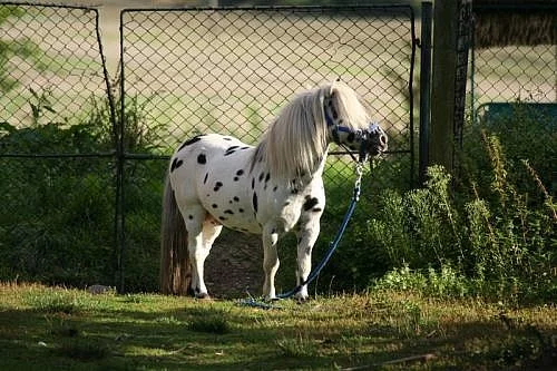 Miniappaloosa, minihorse - připouštění