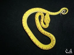 Morelia viridis Jaya pura (Krajta zelená)