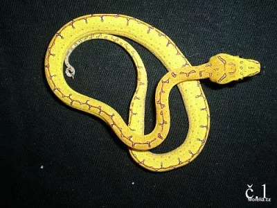 Morelia viridis Jaya pura (Krajta zelená)