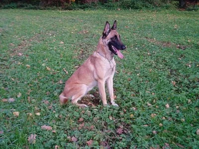 Belgický ovčák malinois - štěňátka s PP