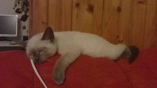 roční kocourek