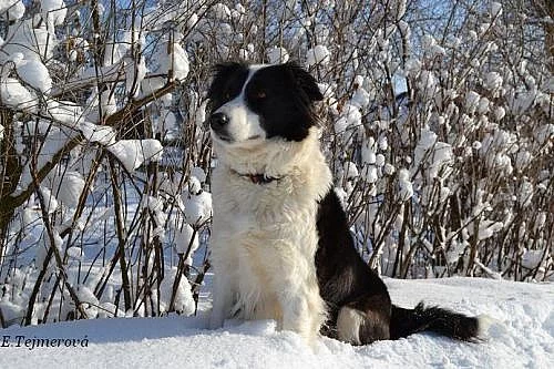BORDER KOLIE