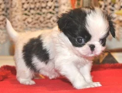 Krásná štěňátka Japan chin s pp