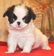 Krásná štěňátka Japan chin s pp