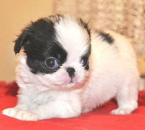 Krásná štěňátka Japan chin s pp