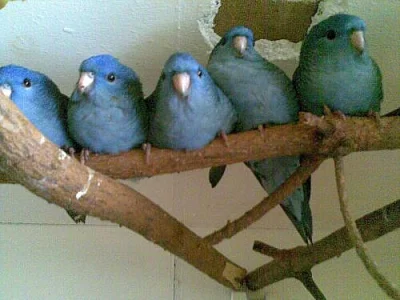 aymary pruhovane