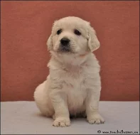zlatý retriever – štěňátka s PP