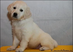 zlatý retriever – štěňátka s PP