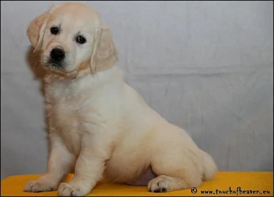 zlatý retriever – štěňátka s PP
