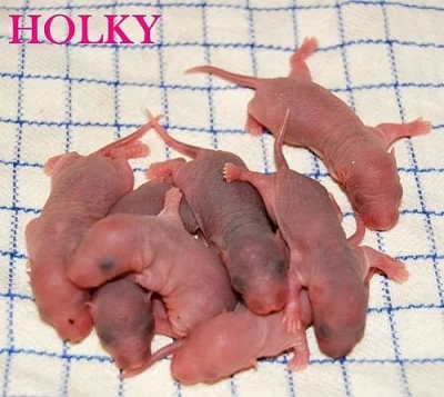 potkaní miminka s VP