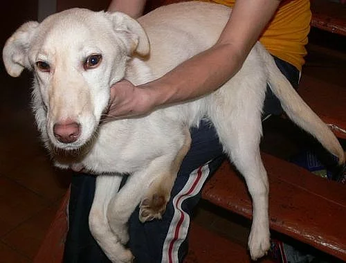 Daruji fenku labradora