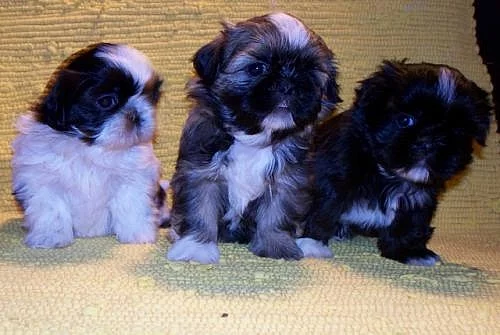 Štěňata Shih-tzu s PP.odběr v únoru