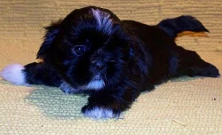 Štěňata Shih-tzu s PP.odběr v únoru