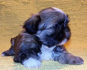 Štěňata Shih-tzu s PP.odběr v únoru