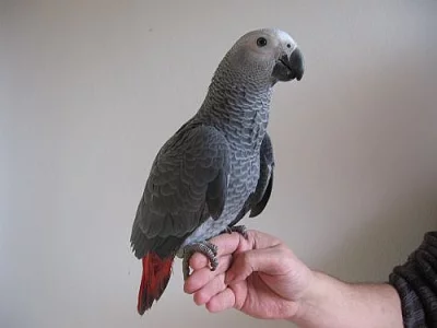 Žako (kongo)
