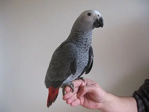 Žako (kongo)