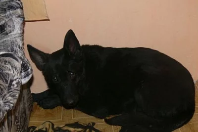 Daruji fenku německého ovčáka
