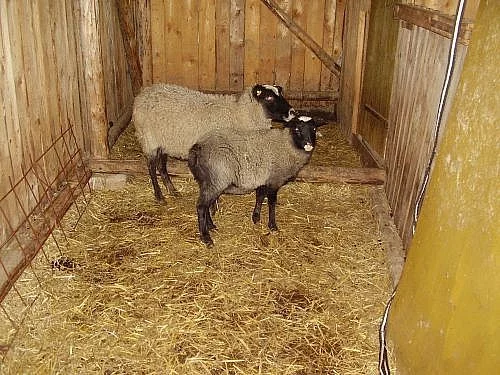 Romanovská ovečka a beránek