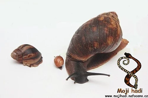 Archachatina marginata eduardi 