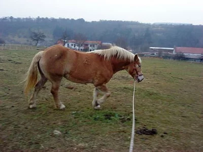 nabízím ježdění