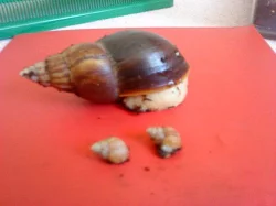 achatina fulica albino body