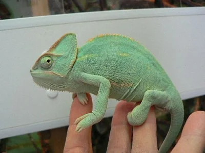 Chameleon jemenský