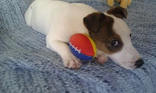 Štěně Jack Russell teriéra - fenka - ihned k odběr