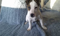 Štěně Jack Russell teriéra - fenka - ihned k odběr