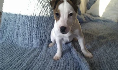 Štěně Jack Russell teriéra - fenka - ihned k odběr