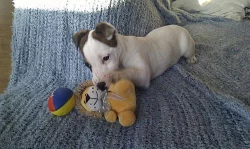 Štěně Jack Russell teriéra - fenka - ihned k odběr