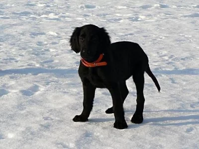 Flat coated retriever