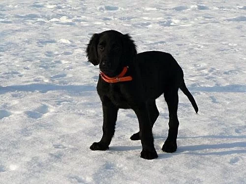 Flat coated retriever