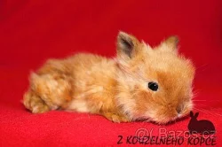 Zakrslý teddy králíček - samička