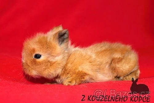 Zakrslý teddy králíček - samička
