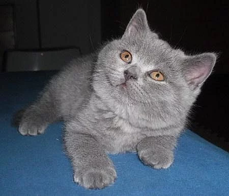 Nádherná britská modrá koťata s PP