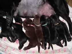 Labrador Retriever s PP (štěně)