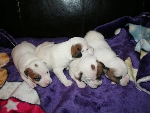 Jack russell terier s PP