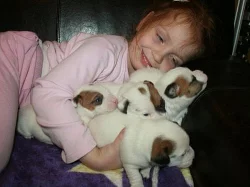 Jack russell terier s PP