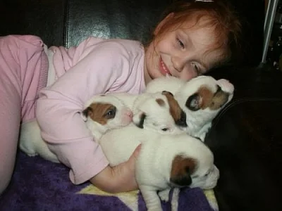 Jack russell terier s PP