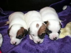 Jack russell terier s PP