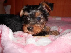 Jorkšírský teriér - pejsek - Hradec Králové