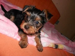 Jorkšírský teriér - pejsek - Hradec Králové