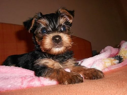 Jorkšírský teriér - pejsek - Hradec Králové